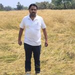 दुमका : गुमरो पहाड़ से आए जंगली सूअरों ने गेहूं फसल को किया नष्ट…