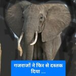 मुसाबनी : मुसाबनी प्रखंड के दलमा बेड़ा में गजराजों की आहट, ग्रामीणों में दहशत…