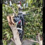 राँची समाचार : सड़क किनारे सूखे पेड़ों ने ली दो युवकों की जान, विभागीय लापरवाही पर ग्रामीणों में आक्रोश