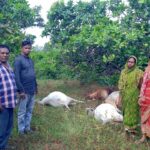 चाकुलिया: खाड़बांधा में वज्रपात से तीन ग्रामीणों के मवेशियों की मौत, बाल-बाल बचीं महिलाएं