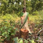 चाकुलिया: साल जंगल में अवैध कटाई देख भड़कीं पद्मश्री जमुना टुडू, पीसीसीएफ से कार्रवाई की मांग